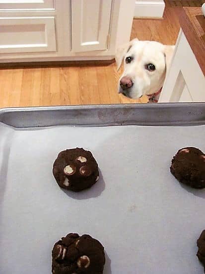 Lambeau, our yellow lab, eyeing the Quadruple Chocolate Cookie dough balls on a baking sheet