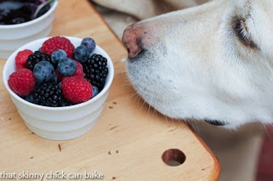 Lambeau, the yellow lab, checking out the garnish for the buttermilk pancakes