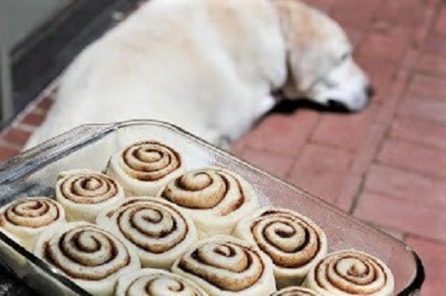 Unbaked classic cinnamon rolls with a yellow lab in the background