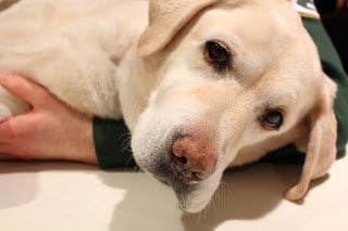 A close up of Lambeau, our yellow lab