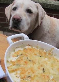 Lambeau sniffing in the vicinity of the potato gratin