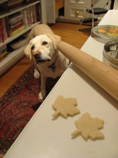 Gelber Labrador, der auf der Küchentheke nach einem Leckerbissen sucht.