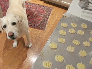 Lambeau the lab checking out the pumpkin pie crust cutouts. 