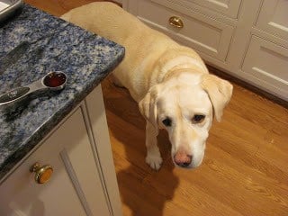 Lambeau the labrador in the kitchen looking for crumbs