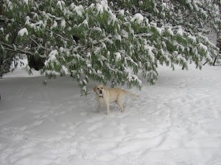 A dog that is covered in snow