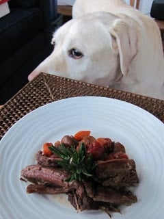 Yellow lab eyeing this Pot Roast with Mushrooms, Tomatoes & Red Wine on a white plate