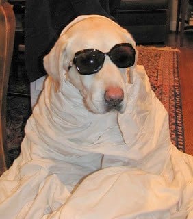 A dog dressed up in glasses and a sheet