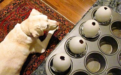 A dog sitting near counter where empty egg shells are set in a muffin tin