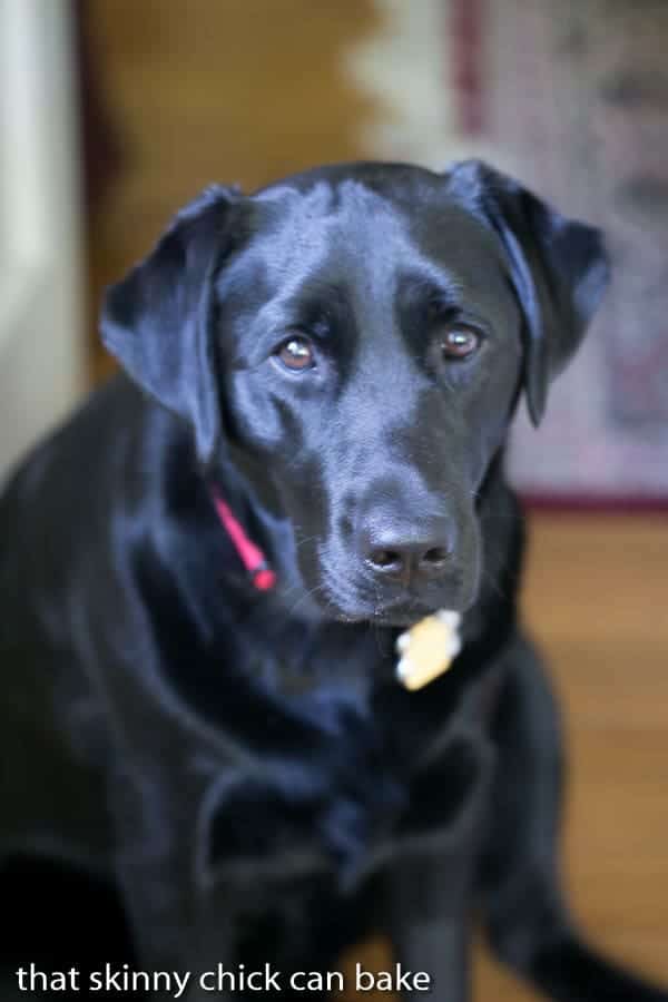 Dizzy Miss Izzy, our 1 year old lab